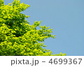 新緑のかえで