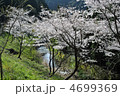 日南市広渡川の桜