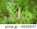 土筆