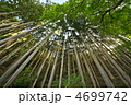 杉林