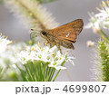 ニラの花に止まる茶色いシジミチョウ