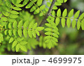 山椒