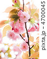 八重桜／明るい／特設照明／復興祈願桜並木／屋外