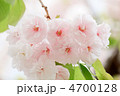 桜／４月／日本