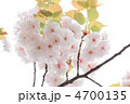 桜／４月／日本