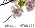 桜／４月／日本