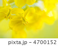 菜の花