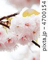 桜／満開／４月／日本
