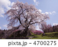 又兵衛桜 又兵衛桜