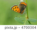 シジミチョウ
