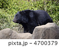 熊