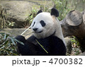 パンダ