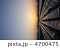欅並木に沈む夕陽