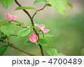 カリンの花