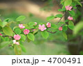 カリンの花