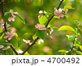 カリンの花