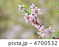 アーモンドの花