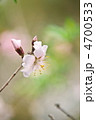アーモンドの花