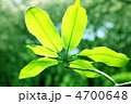 新緑