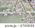八重桜