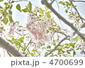 八重の豆桜