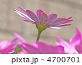 オステオスペルマム