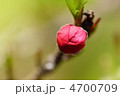 桃の花