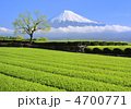 茶畑と富士山-3879