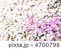 しばざくら しばざくら