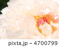 牡丹の花 牡丹の花