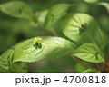 花いかだ 花いかだ