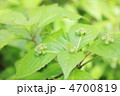 花いかだ 花いかだ