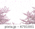 白背景桜吹雪-33146