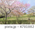 桜吹雪-33141