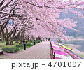 河口湖畔の桜並木-17812
