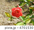 ぼけの花