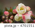 ボケの花
