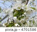 りんごの花