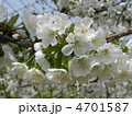 りんごの花