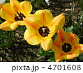 チューリップの花