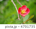 木瓜の花　