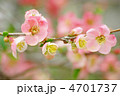 ボケの花