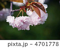 八重桜