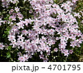 シバザクラの花