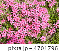 シバザクラの花