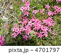 シバザクラの花