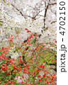 桜と木瓜の花