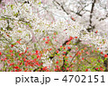 ボケの花とサクラ