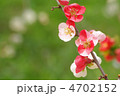 ボケの花