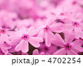 芝桜